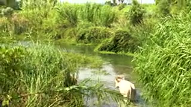 SAN JOSE DEL CABO MEXICO-2020: A Cow Is Walking Across The River In Search Of