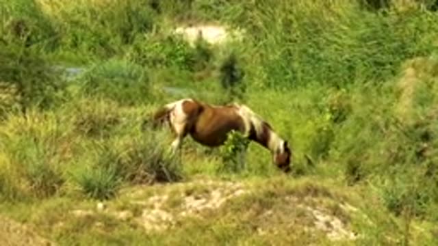 SAN JOSE DEL CABO MEXICO-2020: Wild Horse Calmly Eating Grass In A Grassy Clearing