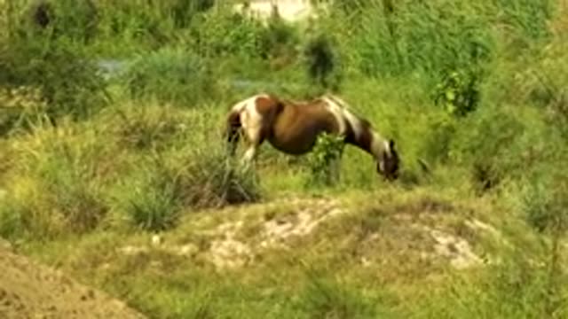 SAN JOSE DEL CABO MEXICO-2020: Brown And White Pinto Horse Grazes On Green Grass