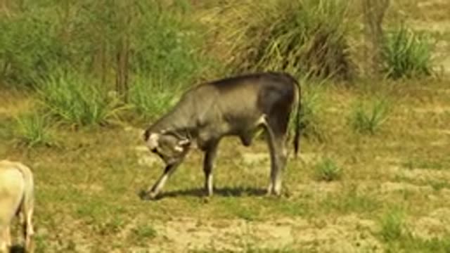 SAN JOSE DEL CABO MEXICO-2020: Puppy Of Cow Freedom To Go Anywhere