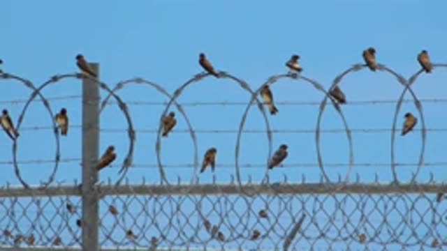 SAN JOSE DEL CABO MEXICO-2020: A Flock Of Birds Sitting On Barbed Wires Placed
