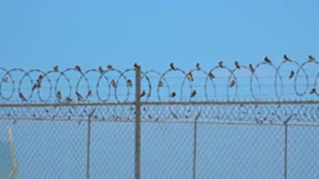 SAN JOSE DEL CABO MEXICO-2020: Bird On Barbed Wire Taking The Sun