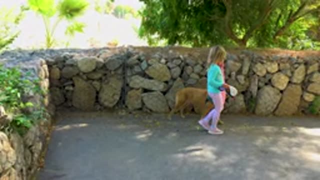 SAN JOSE DEL CABO MEXICO-2020: Child Happily Walks Dog On Leash Along A Stone Wall