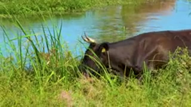 SAN JOSE DEL CABO MEXICO-2020: Water Buffalo With Horns And Tagged Ear Eats