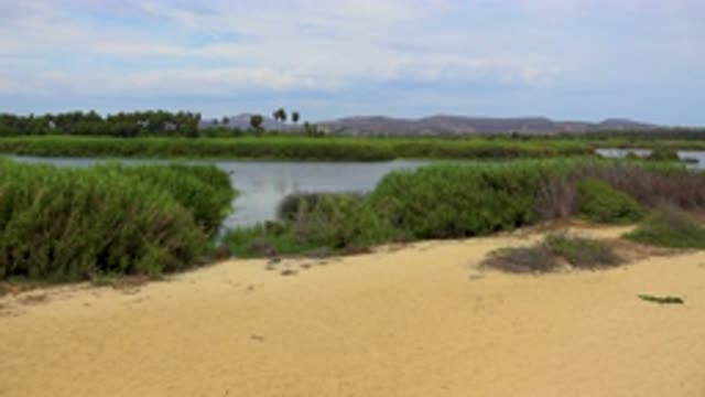 SAN JOSE DEL CABO MEXICO-2020: Clear Water River With Small And Tall Green Plants