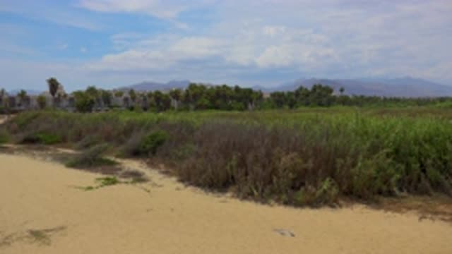 SAN JOSE DEL CABO MEXICO-2020: Wind Whip On Big Green Lawn With Very High Grass