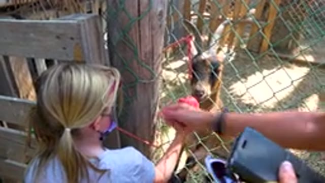 Child Feeding Goat Apple Through Fence