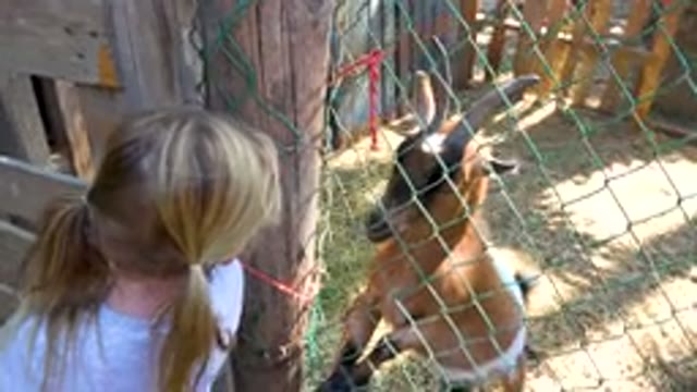 Little Girl Watching Goat Through Fence