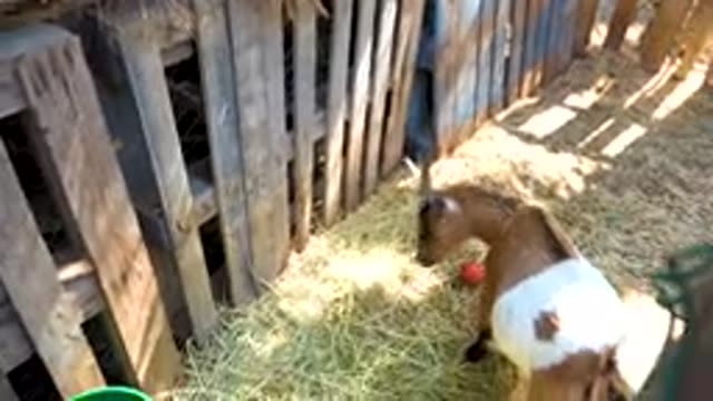 SAN JOSE DEL CABO MEXICO-2020: A Brown And White Goat Looks At The Camera