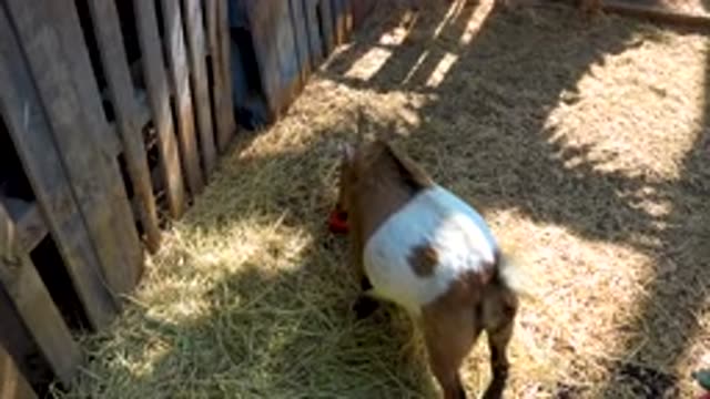 SAN JOSE DEL CABO MEXICO-2020: Goat In A Pen Picking At An Apple Laying On The Ground