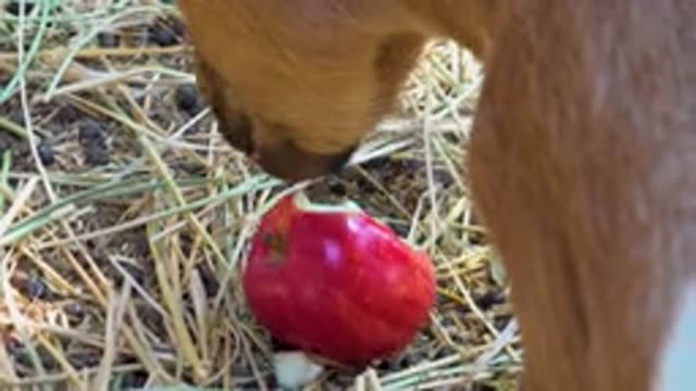 SAN JOSE DEL CABO MEXICO-2020: A Donkey Eating An Apple
