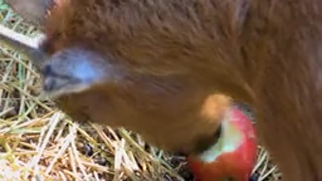 SAN JOSE DEL CABO MEXICO-2020: Brown Donkey Eating a Red Apple with Its Mouth