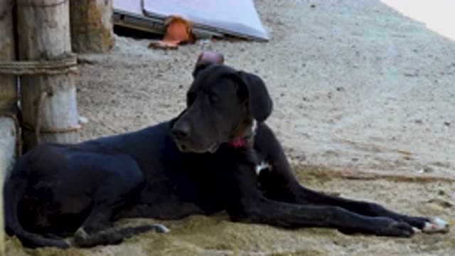 SAN JOSE DEL CABO MEXICO-2020: Relaxed Black Dog Calmly Lays Near Front Beach Hut
