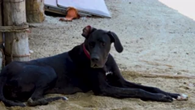 SAN JOSE DEL CABO MEXICO-2020: A Dog Sitting On A Sand Area