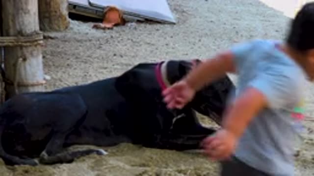 SAN JOSE DEL CABO MEXICO-2020: Dog Is Looking Around And Lying Down Head While The Boy Stands