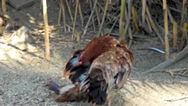 SAN JOSE DEL CABO MEXICO-2020: A Hen And A Chicken