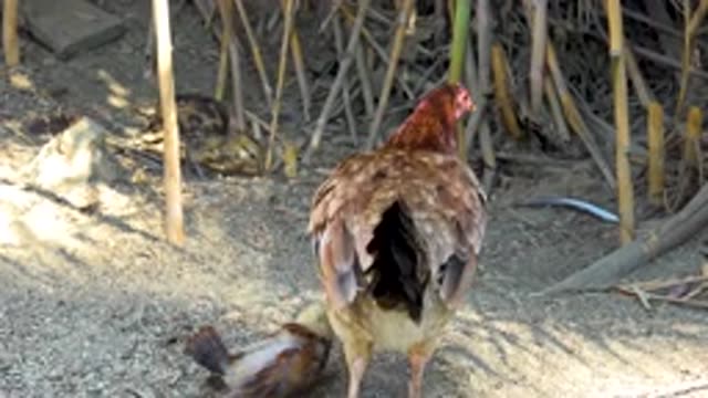 SAN JOSE DEL CABO MEXICO-2020: A Chicken's Wonderful Life