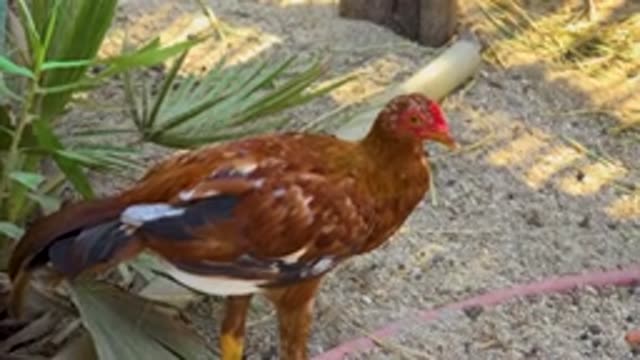 SAN JOSE DEL CABO MEXICO-2020: A Brown Hen With Two Legs Standing On Sand