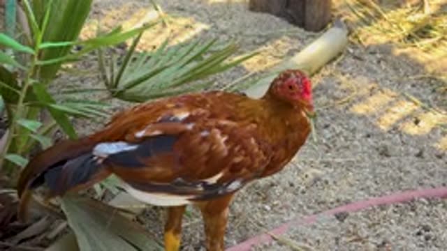 SAN JOSE DEL CABO MEXICO-2020: Brown Hen With Two Legs Standing On Sand