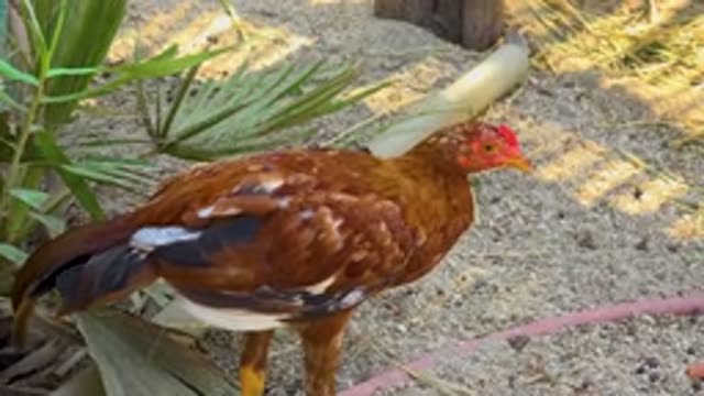 SAN JOSE DEL CABO MEXICO-2020: Hen Hesitates Before Walking Slowly Over Sand