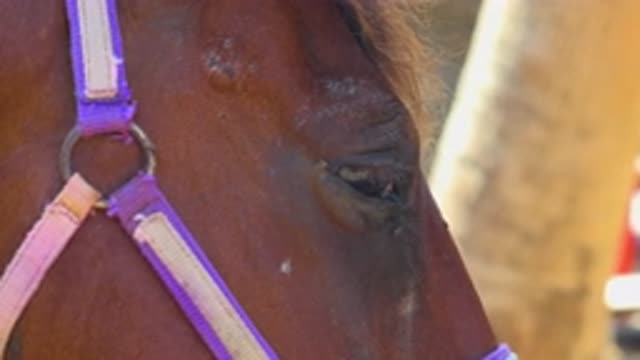 SAN JOSE DEL CABO MEXICO-2020: A Brown Horse With Purple And Pink Straps Being