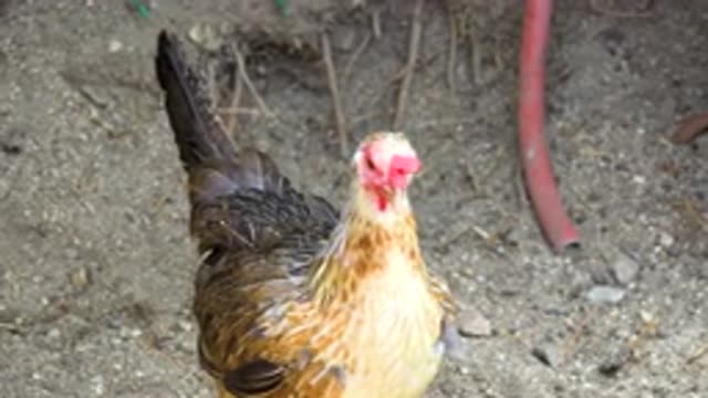 SAN JOSE DEL CABO MEXICO-2020: Chicken Just Hanging Out