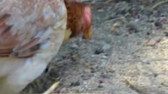 SAN JOSE DEL CABO MEXICO-2020: Chicken Roaming And Eating In Outside Area