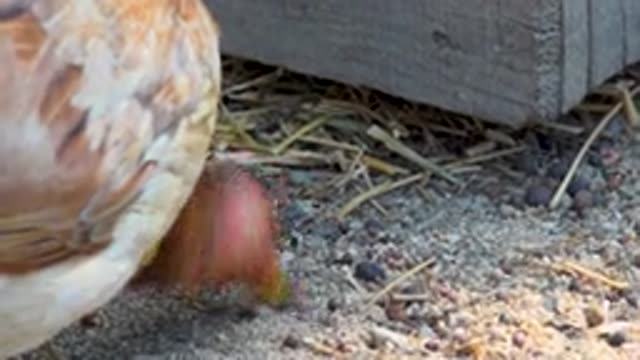 SAN JOSE DEL CABO MEXICO-2020: Brown Male Rooster On A Farm Pecking At The Ground