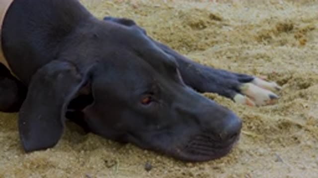 SAN JOSE DEL CABO MEXICO-2020: Big Black Dog Laying On The Sand Breathing Heavily