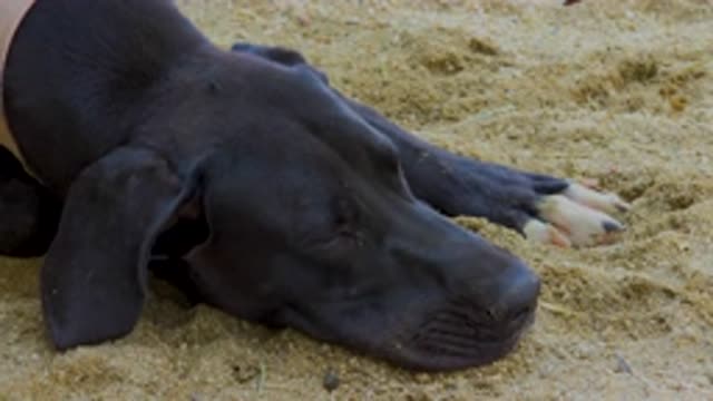 SAN JOSE DEL CABO MEXICO-2020: A Close Up Of A Dog Sleeping On A Bed Of Sand And