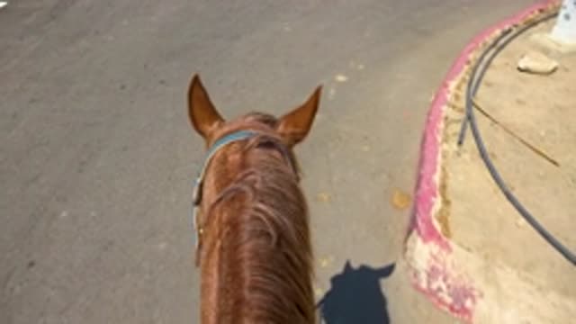 SAN JOSE DEL CABO MEXICO-2020: Horse Pulling Buggy With People Inside