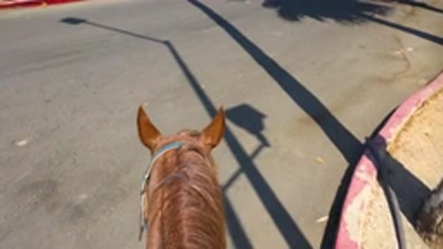 SAN JOSE DEL CABO MEXICO-2020: Brown Horse With Two Ears Walking In The Hot Road