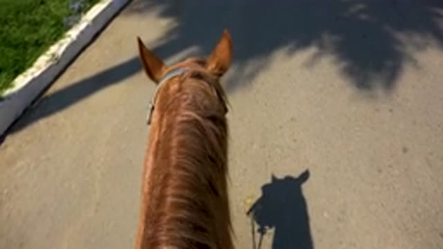 SAN JOSE DEL CABO MEXICO-2020: Video Showing The Walking Of Horse On The Road