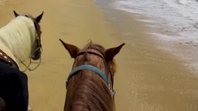 SAN JOSE DEL CABO MEXICO-2020: Two Horses Going For A Ride Along The Seaside