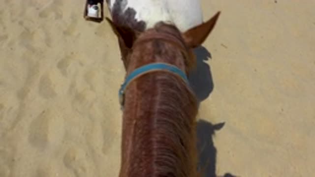 SAN JOSE DEL CABO MEXICO-2020: Brown Horse Following Another Brown And White