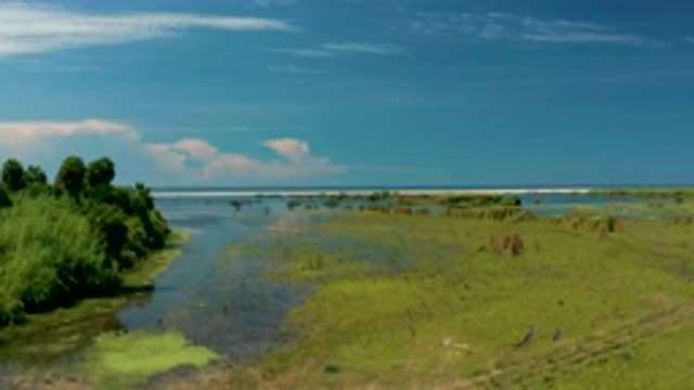 SAN JOSE DEL CABO MEXICO-2020: Wet Marsh With Green Trees And Grass Meets
