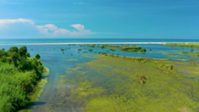 SAN JOSE DEL CABO MEXICO-2020: Tall And Short Trees With Blue Water Sea Vast Sky