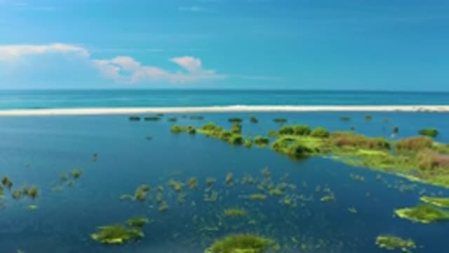 SAN JOSE DEL CABO MEXICO-2020: Green Trees Submerged Under The Pristine Blue