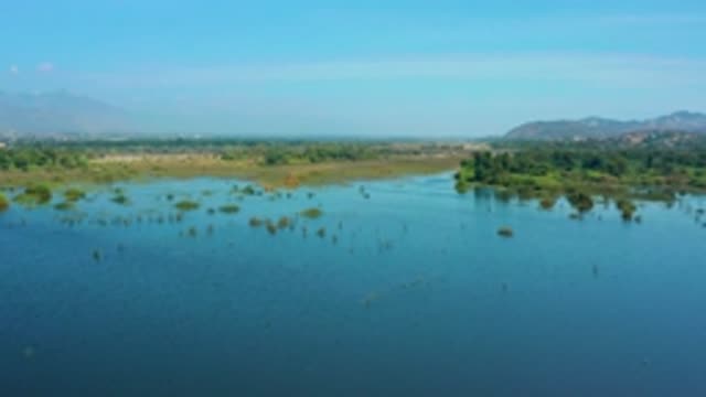 SAN JOSE DEL CABO MEXICO-2020: Green Marshy Shoreline With Plants And Trees And