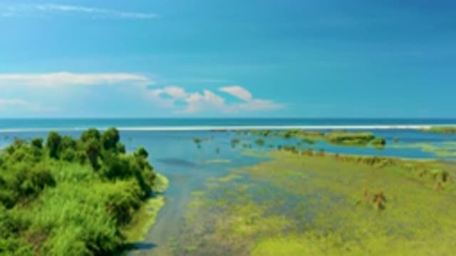 SAN JOSE DEL CABO MEXICO-2020: Dense Living Vegetation That Grows Along A Lake