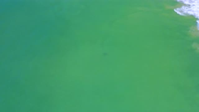 SAN JOSE DEL CABO MEXICO-2020: Mysterious Sea Creature Caught On Drone Video