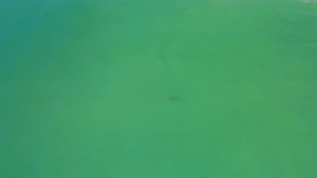 SAN JOSE DEL CABO MEXICO-2020: Camera Focuses On Fish Under Dark Green Water