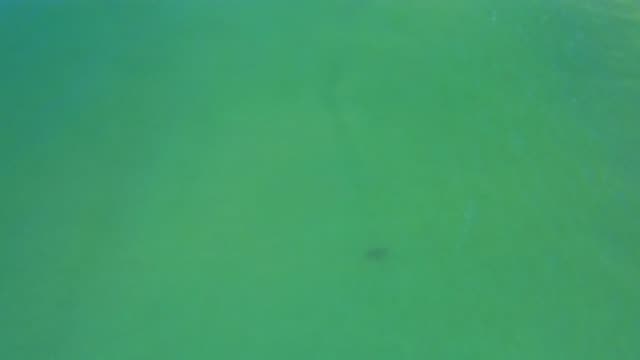 SAN JOSE DEL CABO MEXICO-2020: Black Fish Swimming Swiftly Under The Bluish Sea