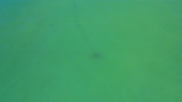 SAN JOSE DEL CABO MEXICO-2020: A Fish Under The Deep Green Ocean
