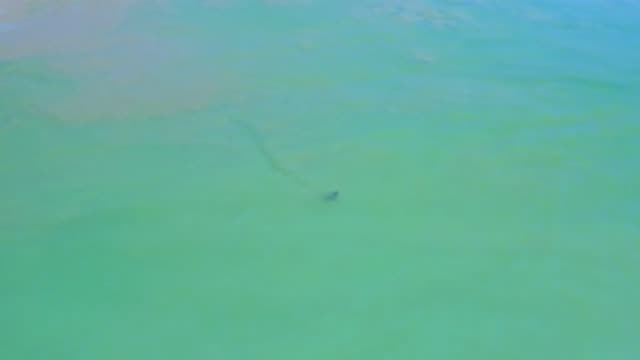 SAN JOSE DEL CABO MEXICO-2020: Snake Swimming In A Body Of Water With Its Head