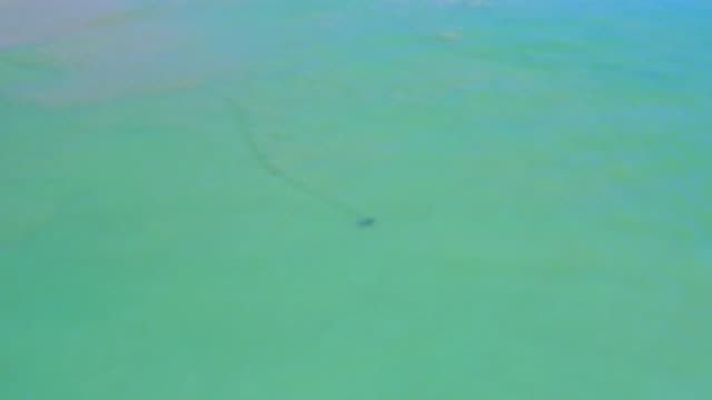 SAN JOSE DEL CABO MEXICO-2020: Sight Of A Single Mammal Specimen Swimming Alone