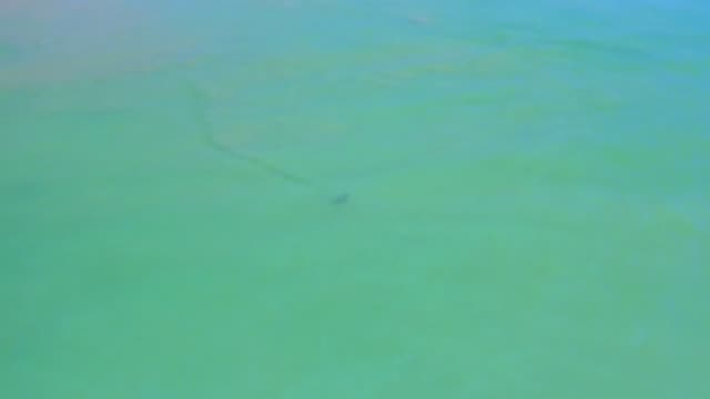 SAN JOSE DEL CABO MEXICO-2020: Green Sea With Blue Shade With Swimming Dolphin