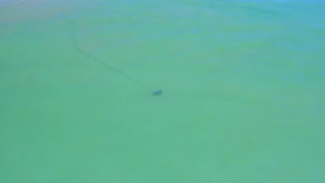 SAN JOSE DEL CABO MEXICO-2020: Mysterious Triangular Object Swimming Through The Water