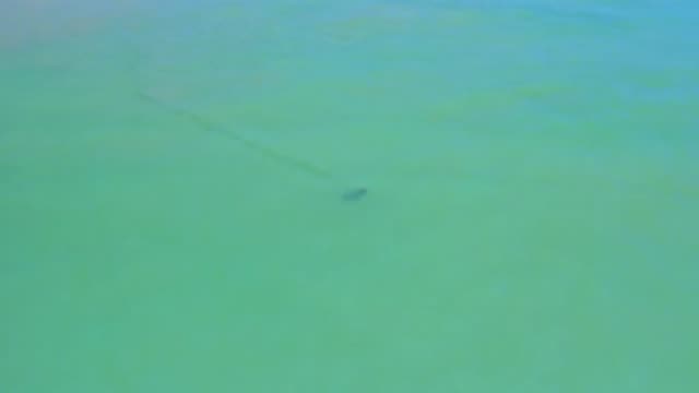 SAN JOSE DEL CABO MEXICO-2020: A Fish Swimming On A Clear Blue Sea