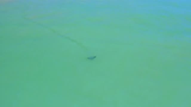 SAN JOSE DEL CABO MEXICO-2020: Juvenile Manta Ray Skimming Along Ocean Bottom